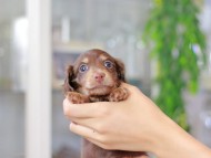 Miniature_Dachshund3217