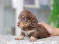 Miniature_Dachshund3225