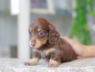 Miniature_Dachshund3228 Miniature_Dachshund3228