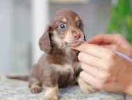 Miniature_Dachshund3234