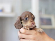Miniature_Dachshund3248