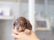 Miniature_Dachshund3252