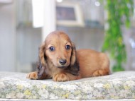 Miniature_Dachshund3262
