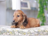 Miniature_Dachshund3265 Miniature_Dachshund3265