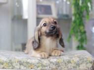 Miniature_Dachshund3292