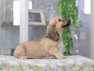 Miniature_Dachshund3303