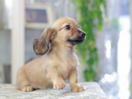 Miniature_Dachshund3329