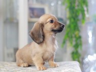 Miniature_Dachshund3330