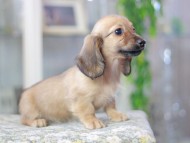 Miniature_Dachshund3331 Miniature_Dachshund3331