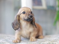 Miniature_Dachshund3347