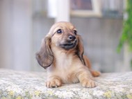 Miniature_Dachshund3355