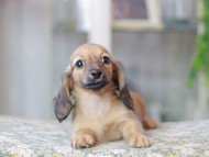 Miniature_Dachshund3357