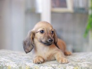 Miniature_Dachshund3358