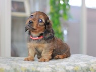 Miniature_Dachshund3386