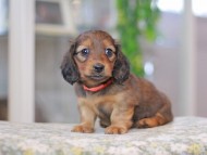 Miniature_Dachshund3393