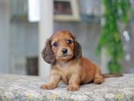 Miniature_Dachshund3448
