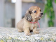Miniature_Dachshund3474
