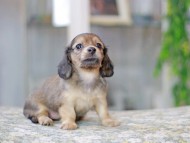 Miniature_Dachshund3516