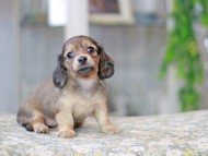 Miniature_Dachshund3519