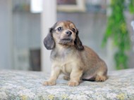 Miniature_Dachshund3525