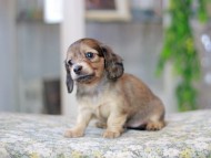 Miniature_Dachshund3532