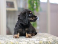 Miniature_Dachshund3541