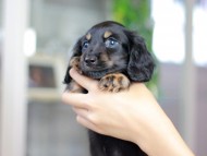 Miniature_Dachshund3553