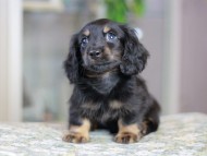 Miniature_Dachshund3581