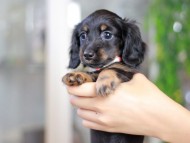 Miniature_Dachshund3589
