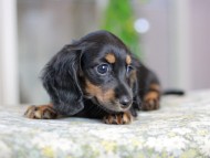 Miniature_Dachshund3619