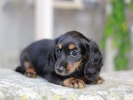 Miniature_Dachshund3630