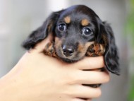 Miniature_Dachshund3645