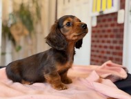 ルーシー & ジェットの子犬 レッド 男の子（3） ミニチュア ダックスフンド
