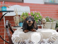 Miniature_Dachshund4466 Miniature_Dachshund4466