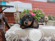 Miniature_Dachshund4469 Miniature_Dachshund4469