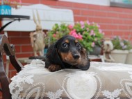 Miniature_Dachshund4470 Miniature_Dachshund4470