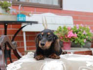 Miniature_Dachshund4474 Miniature_Dachshund4474