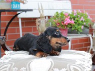 Miniature_Dachshund4482 Miniature_Dachshund4482