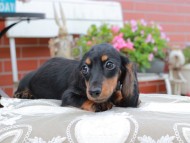 Miniature_Dachshund4487 Miniature_Dachshund4487