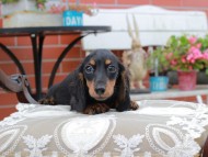 Miniature_Dachshund4493 Miniature_Dachshund4493
