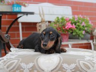 Miniature_Dachshund4494 Miniature_Dachshund4494