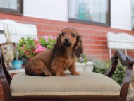 Miniature_Dachshund4504