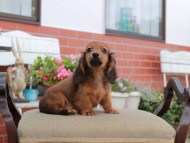 Miniature_Dachshund4509