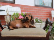 Miniature_Dachshund4515
