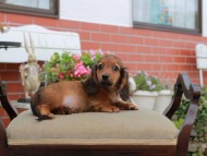 Miniature_Dachshund4516