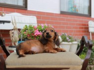 Miniature_Dachshund4520