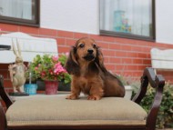 Miniature_Dachshund4527