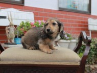 Miniature_Dachshund4536