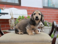 Miniature_Dachshund4548