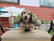 Miniature_Dachshund4550